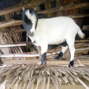 goat