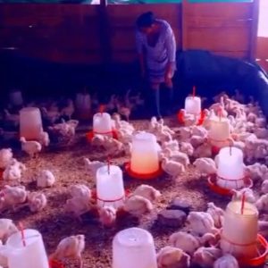 livestock2